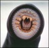 lamprey-mouth.jpg