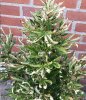 plant2.jpg