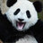 Knuffel Panda
