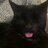 CatAddict