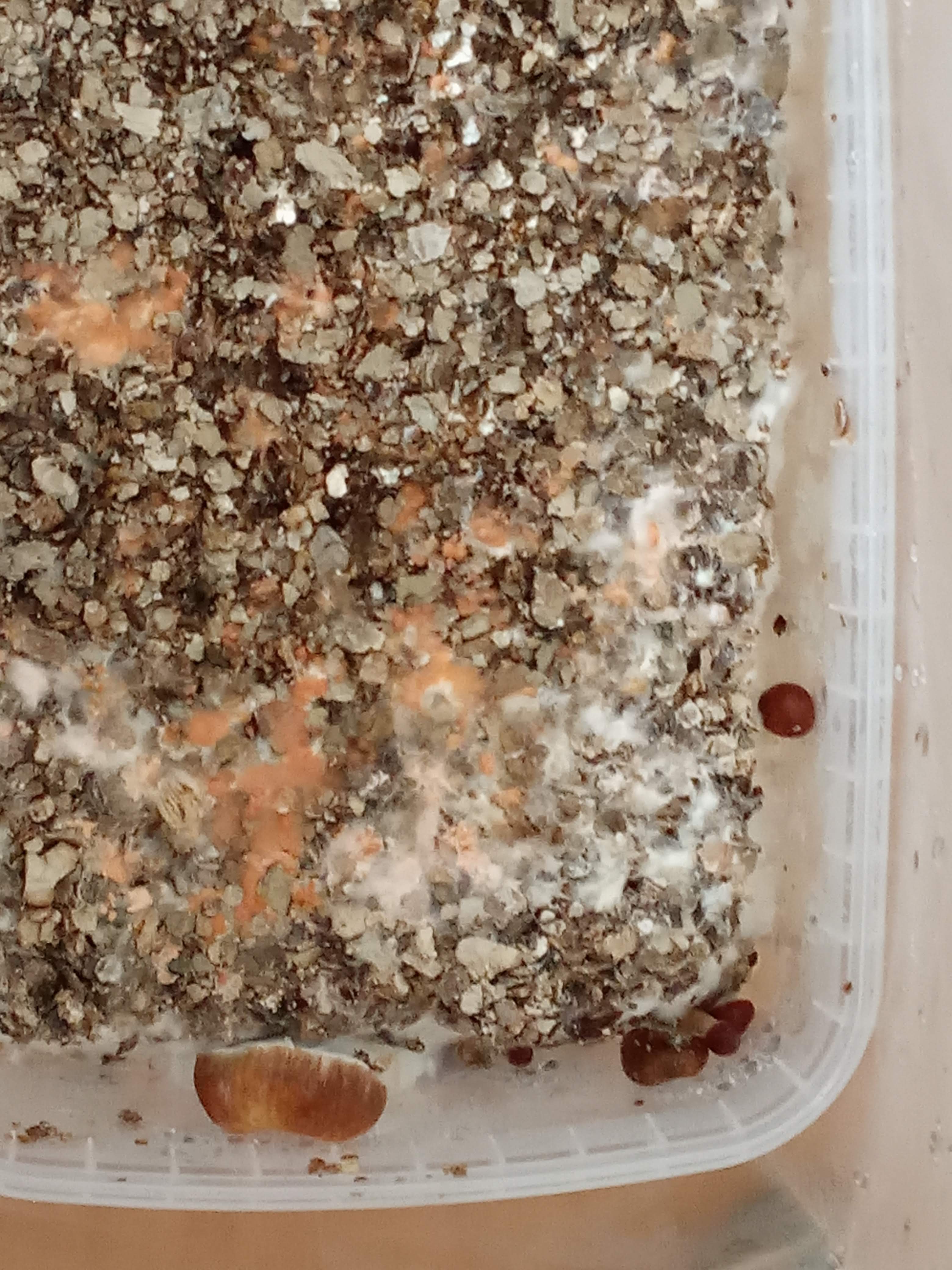 IMG-20190814-180852.jpg